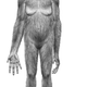 Image for article titled New Fossil Discovery is the Closest We've Come to the Missing Link